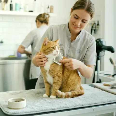 Cello Fink – Pflege von Katzenfell in der Wohnung